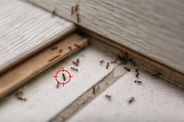 Professional Pest Control in Waconia, MN
